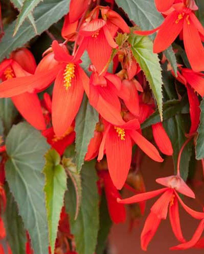BEGONIA BOLIVIENSIS SANTA CRUZ 10 kusov